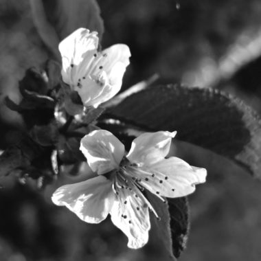 Wandbild - Blüte