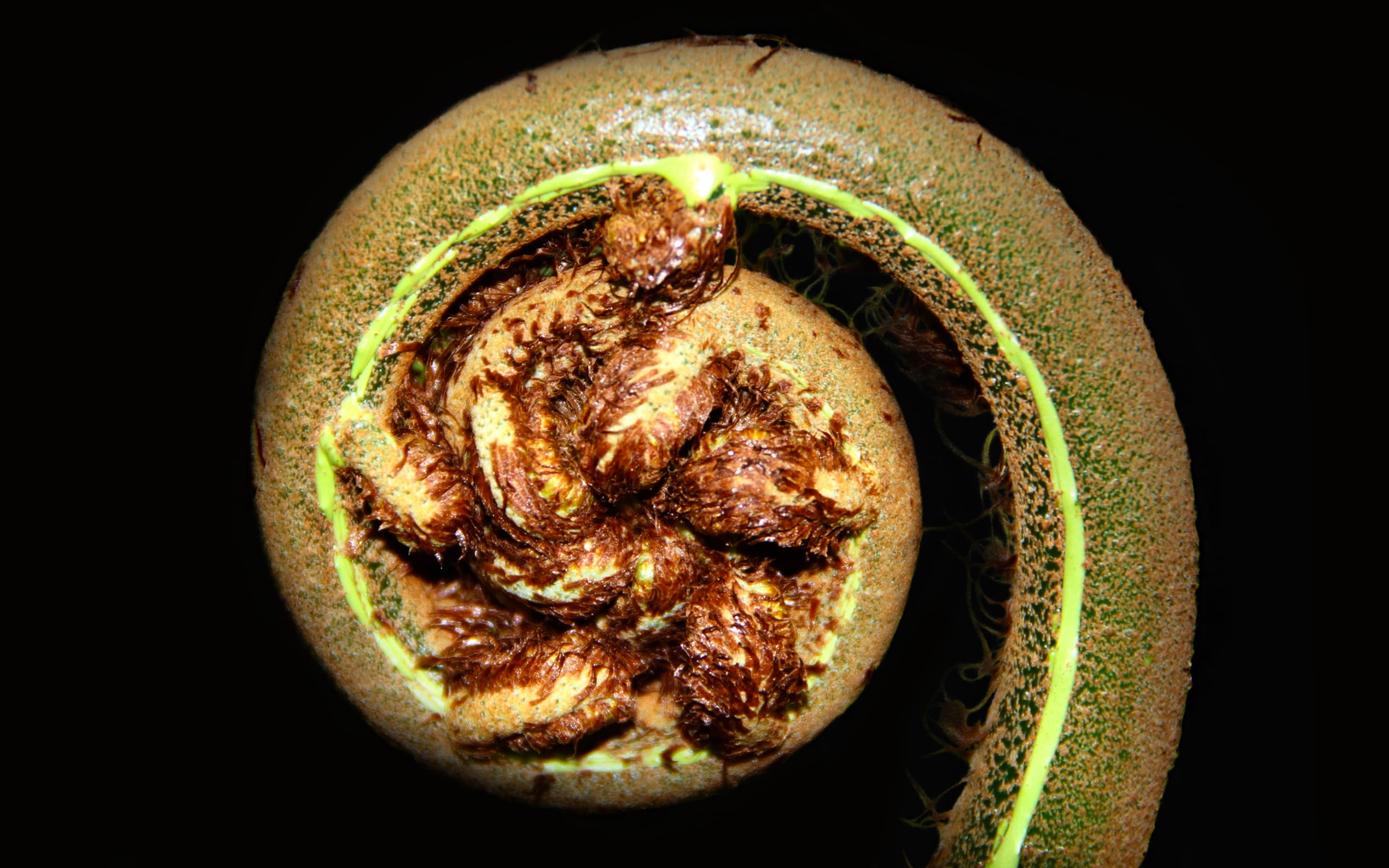 wandbild-farn-natur-landschaft wandbild-farn-natur-landschaft