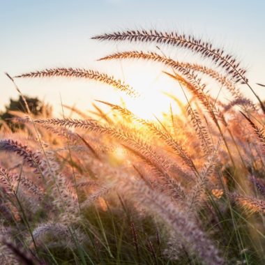 Wandbild - Graeser im Sonnenlicht