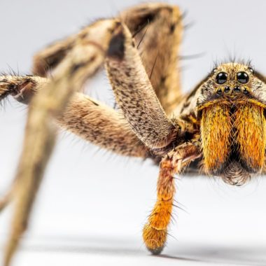 Wandbild - Spinne vor dem Angriff