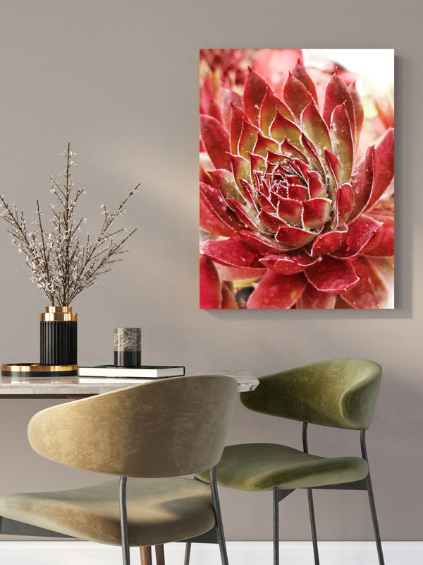 Sukkulente_01 Sukkulente 01