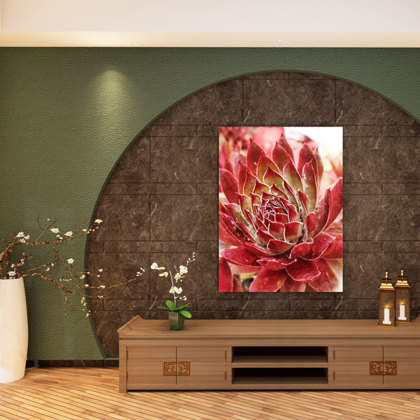 Sukkulente_02 Sukkulente