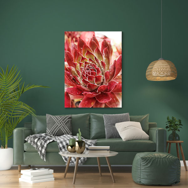 Sukkulente_03 Farbenfrohe Sukkulente