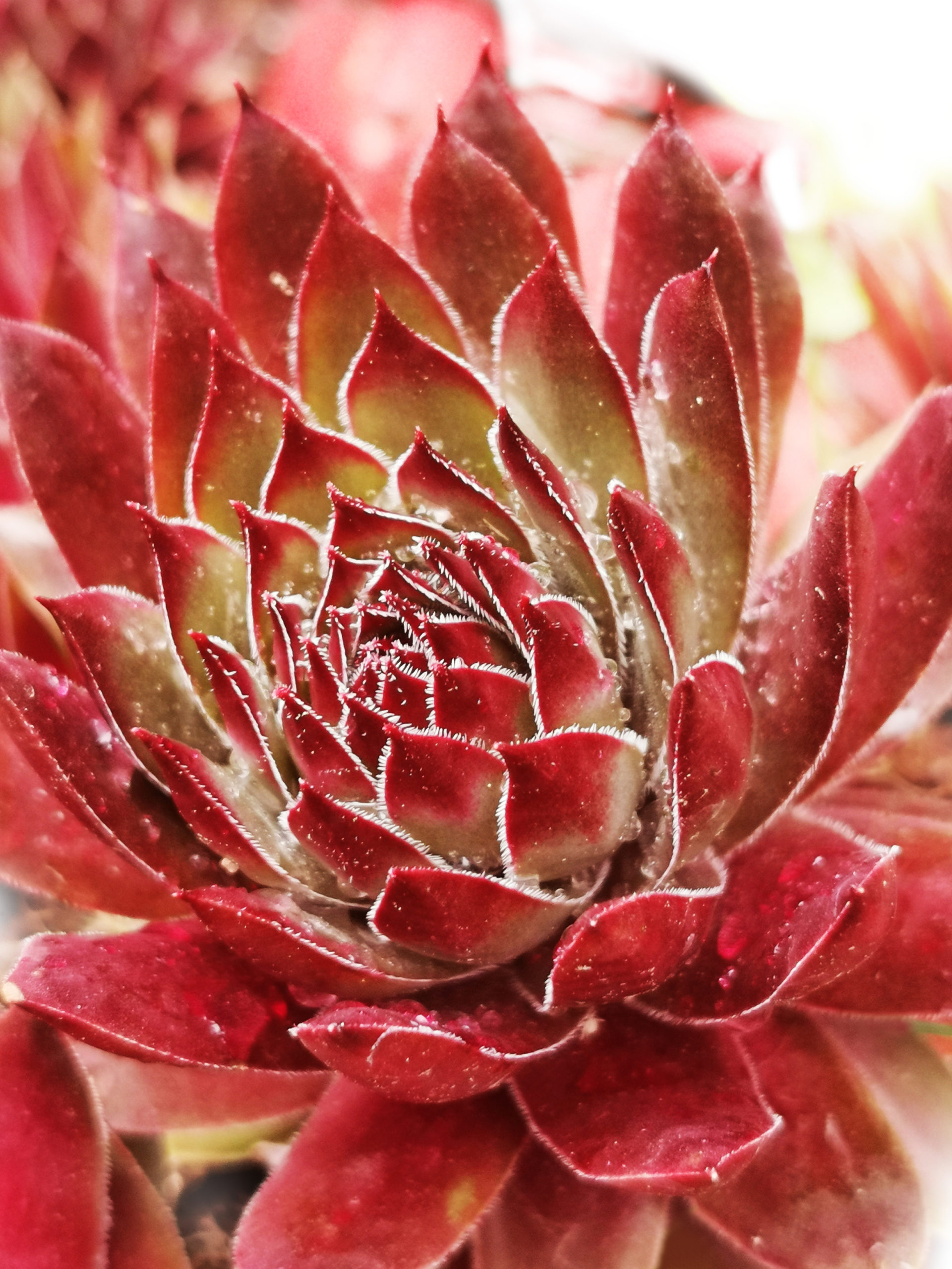 Wandbild einzigartig und modern - Farbenfrohe Sukkulente, 60 x 90 cm bis 120 x 180 cm Wandbild - Sukkulente