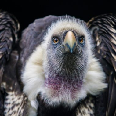 Wandbild - Geier - Griffin