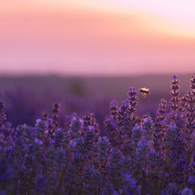 Wandbild Biene im Lavendelfeld