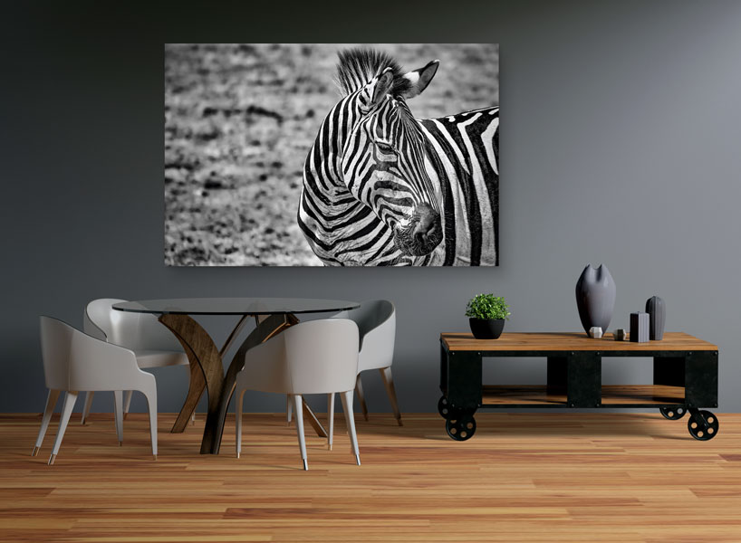 Zebra-im-Sonnenlicht_01 Zebra im Sonnenlicht 01