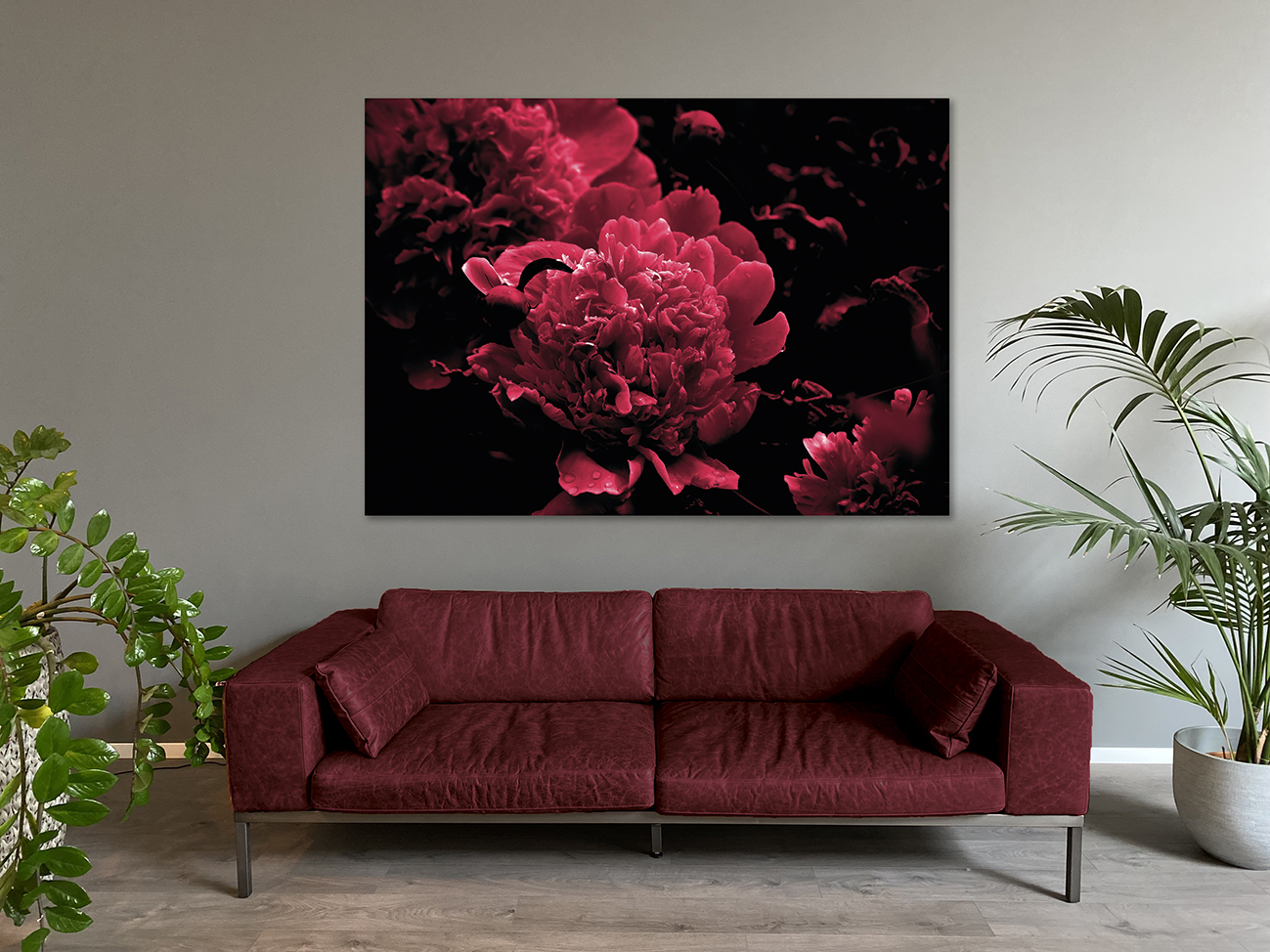 Wandbild Pfingstrose purpur auf schwarz im Wohnzimmer, Natur & Landschaft Wandbild Pfingstrose purpur auf schwarz im Wohnzimmer, Natur & Landschaft