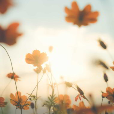 wandbild-blumenfeld im-sonnenlicht-natur-landschaft