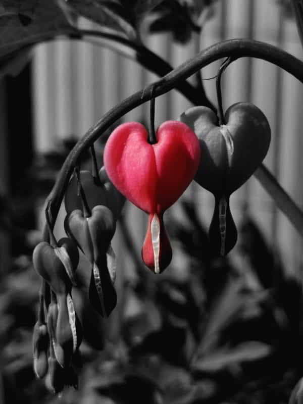 wandbild-blumenherz-natur-landschaft-abstrakt wandbild-blumenherz-natur-landschaft-abstrakt