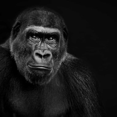 wandbild-gorilla-tiere-natur-schwarz-weiss
