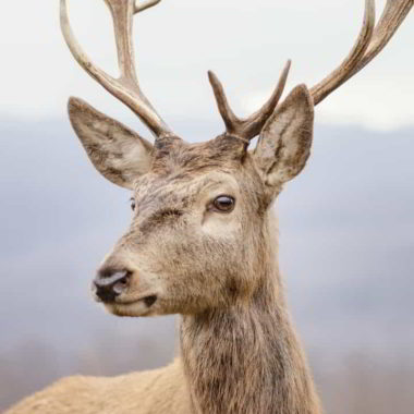 wandbild-neugieriger-hirsch-tiere-natur