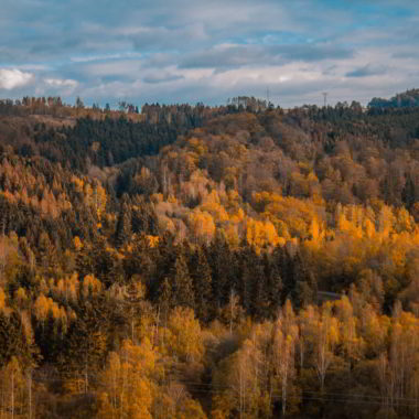 wandbild-wald-im-herbst-natur-landschaft