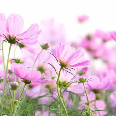 wandbild-zarte-blumen-auf-einem-feld-natur-landschaft