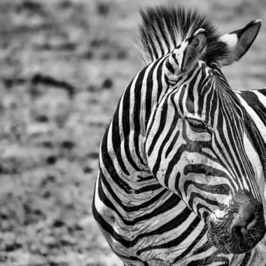 wandbild-zebra-im-sonnenlicht-tiere-natur-schwarz-weiss