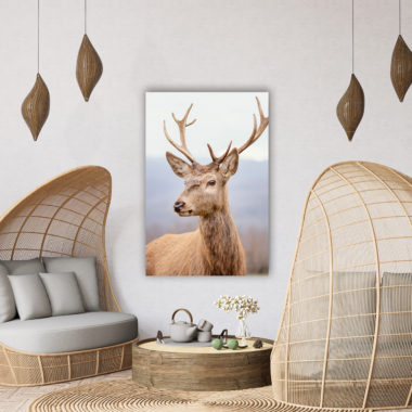 wandbild-neugieriger-hirsch-tiere-natur-wohnzimmer.jpg