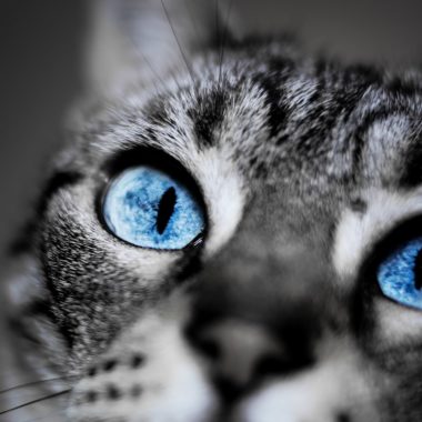 wandbild-blauaeuige-katze-tiere-natur-min