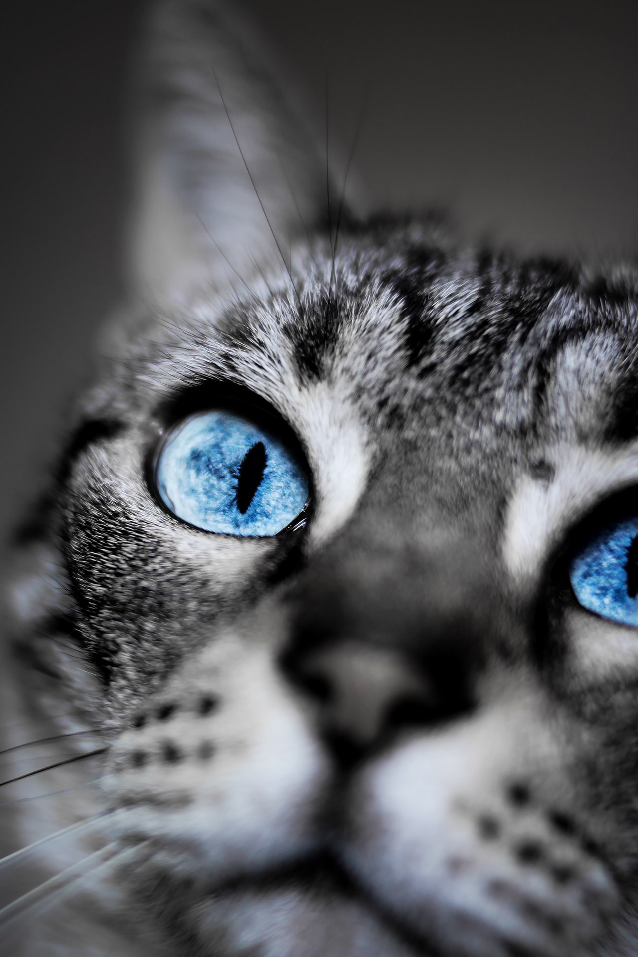 wandbild-blauaeuige-katze-tiere-natur-min wandbild-blauaeuige-katze-tiere-natur-min