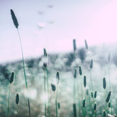 Wandbild Blaue Gräser, Natur & Landschaft
