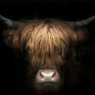 wandbild-bulle-tiere-natur