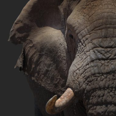 Wandbild Elefant farbig, Tiere & Natur