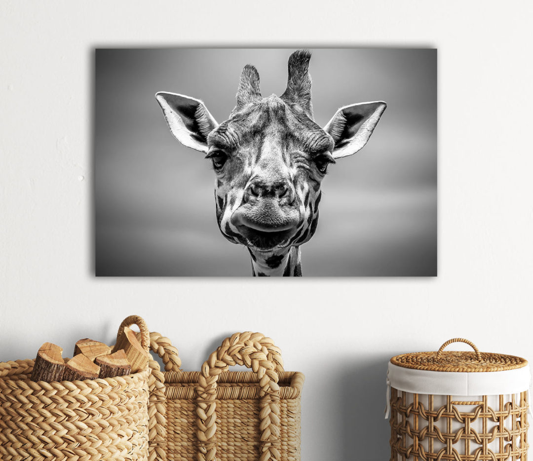 wandbild-giraffe-schwarz-weiss-natur-tiere-flur