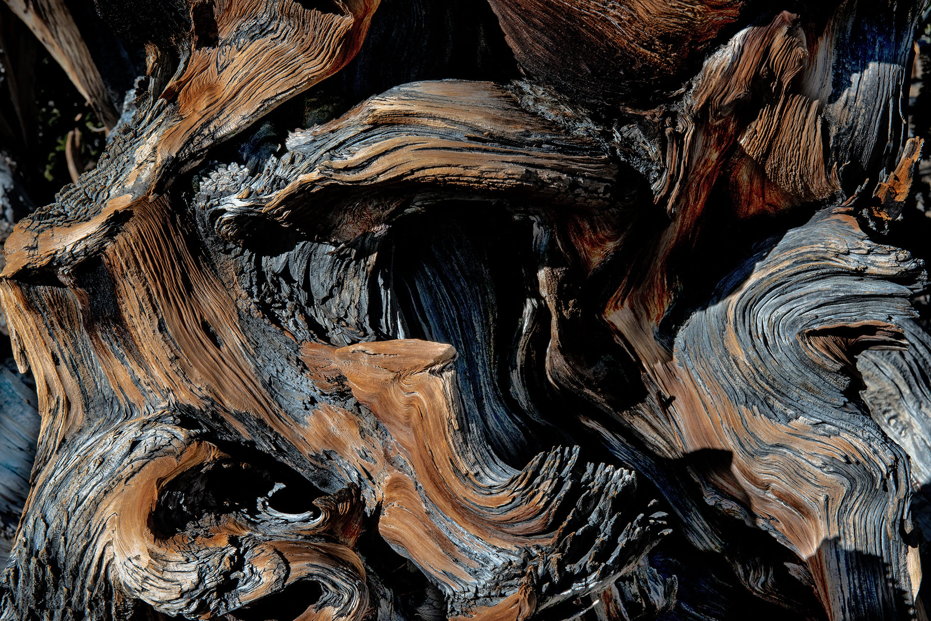 wandbild-holzstruktur-natur-tiere wandbild-holzstruktur-natur-tiere