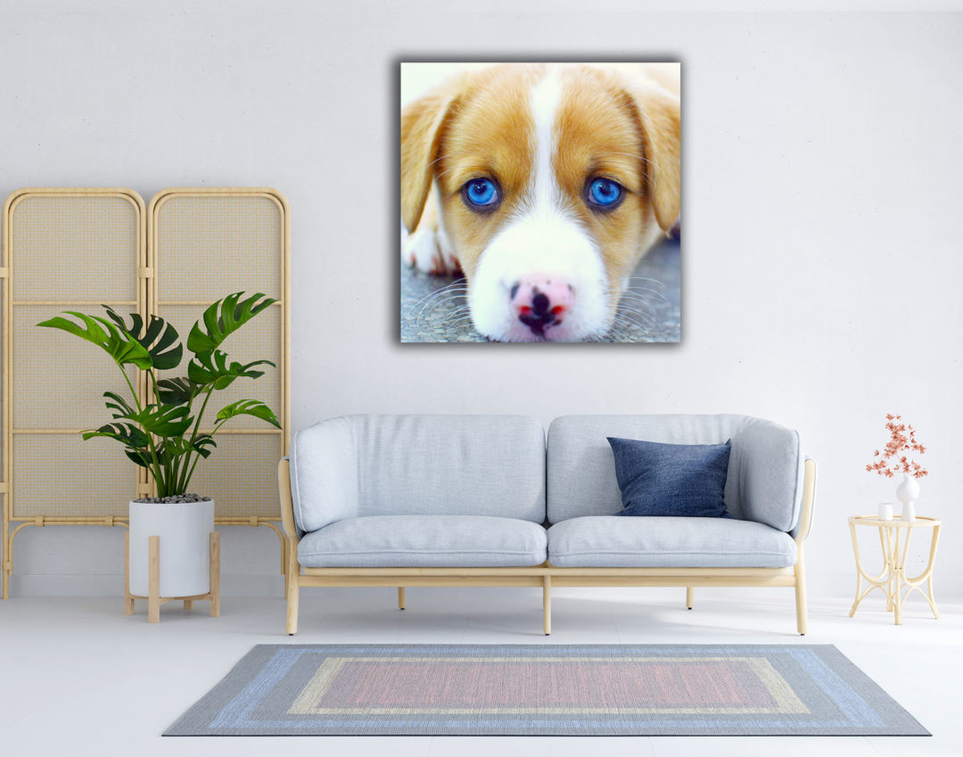 Wandbild Hund blaue Augen im Wohnzimmer, Natur & Tiere