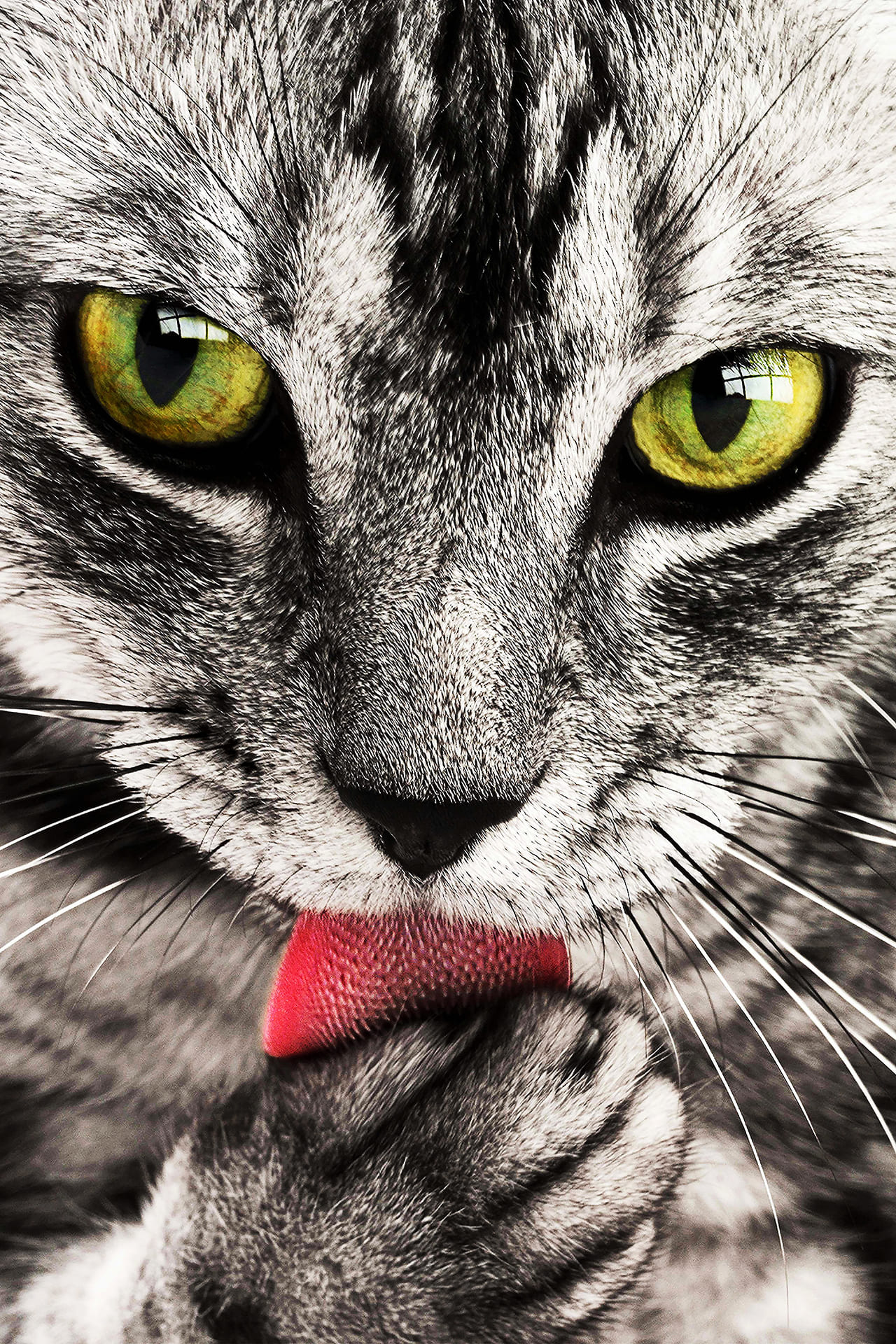 wandbild-katzenpflege-natur-tiere Wandbild Katzenpflege, Natur & Tiere