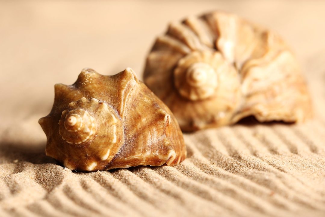 wandbild-muscheln-im-sand-natur-landschaft--min