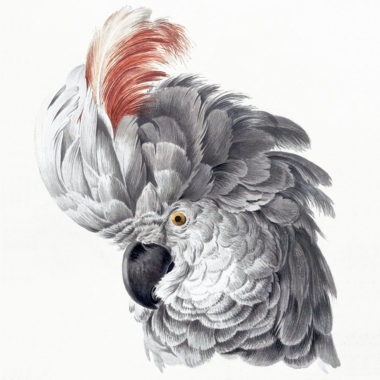 Wandbild Papagei, Illustration