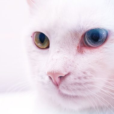 Wandbild rosa Katze, Natur & Tiere