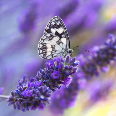 wandbild-schmetterling-natur-landschaft