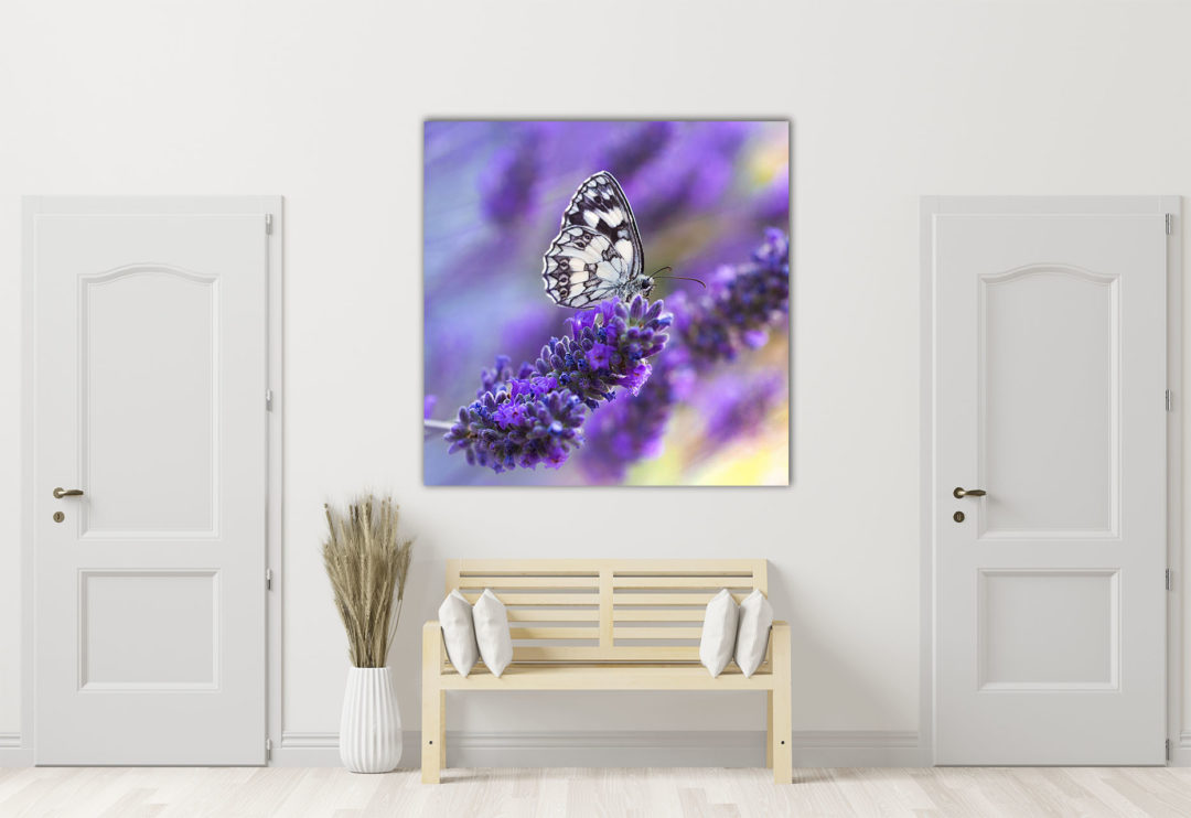 wandbild schmetterling natur landschaft flur