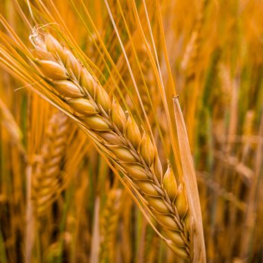 wandbild-weizenfeld-natur-landschaft-min