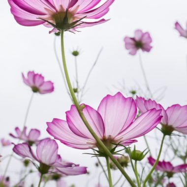 wandbild-zarte-Blumen-natur-tiere