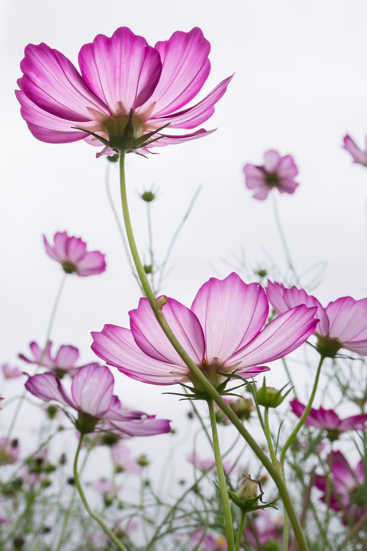 wandbild-zarte-Blumen-natur-tiere wandbild-zarte-Blumen-natur-tiere