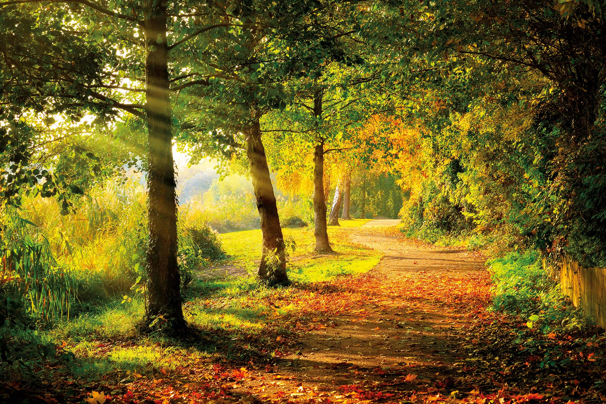 wandbild-waldweg-herbst-natur-landschaft-original Wandbild Waldweg Herbst, Natur & Landschaft
