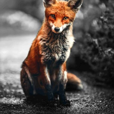 Wandbild Fuchs, Natur & Tiere