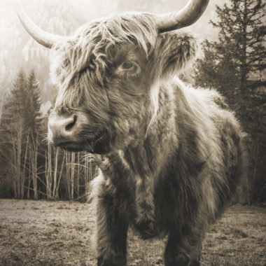 Wandbild Bulle stehend sepia, Tiere & Natur