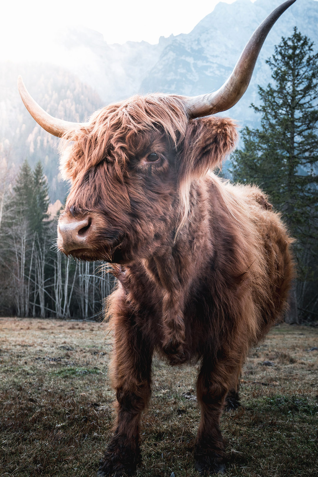 Wandbild Bulle stehend, Tiere & Natur