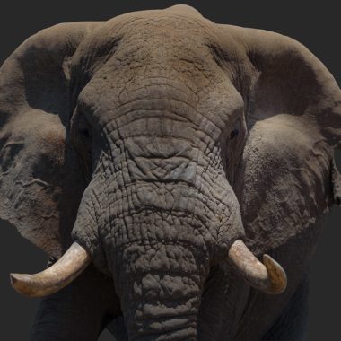 Wandbild Elefantenkopf farbig Querformat, Natur & Tiere