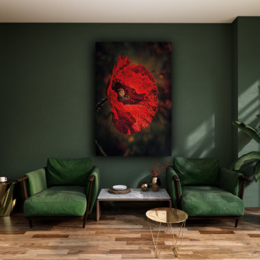 wandbild-feuer-mohn-bluete-natur-carola-haese-wohnzimmer.jpg