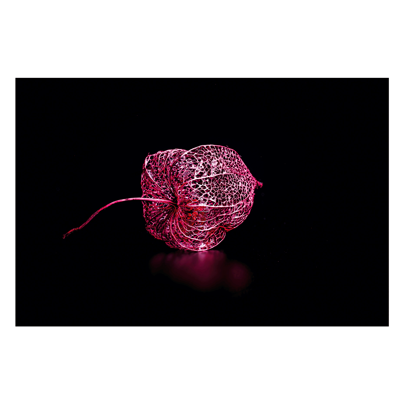 Wandbild Lampionblume Wandbild Lampionblume