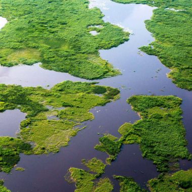 Wandbild Mangrovenwald, Natur & Landschaft