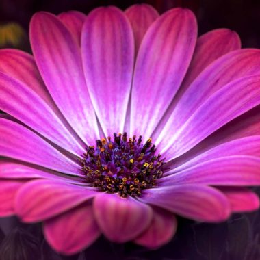 Wandbild Rosa Blüte, Natur & Landschaft