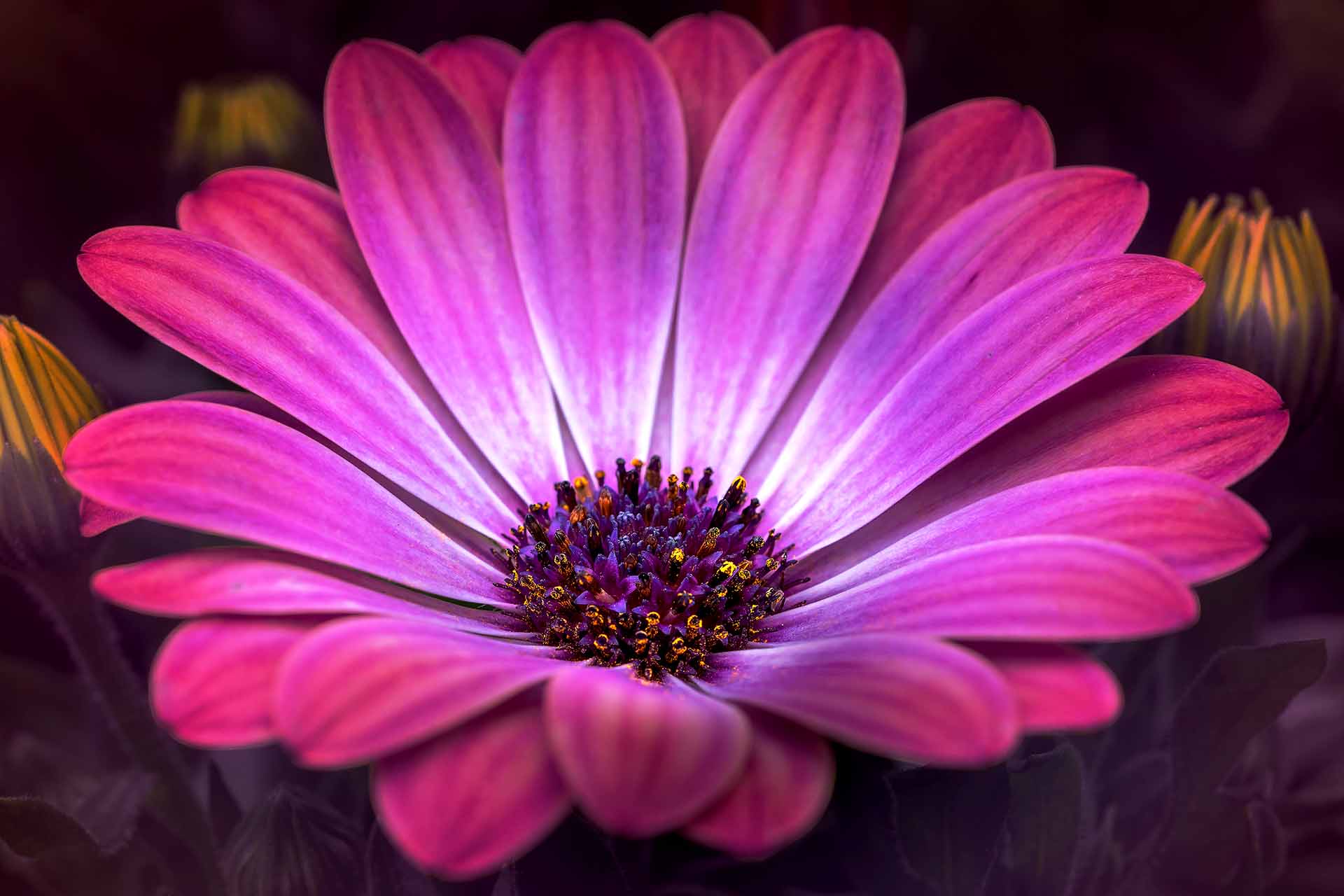 wandbild-rosa-bluete-natur Wandbild Rosa Blüte, Natur & Landschaft