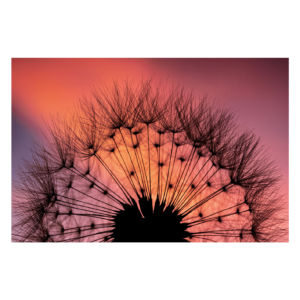 Wandbild Silhouette Pusteblume