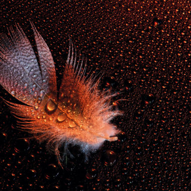 Wandbild Feder mit Wassertropfen