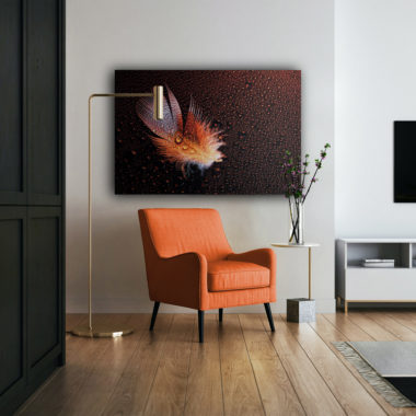 Wandbild Feder mit Wassertropfen - Wohnzimmer